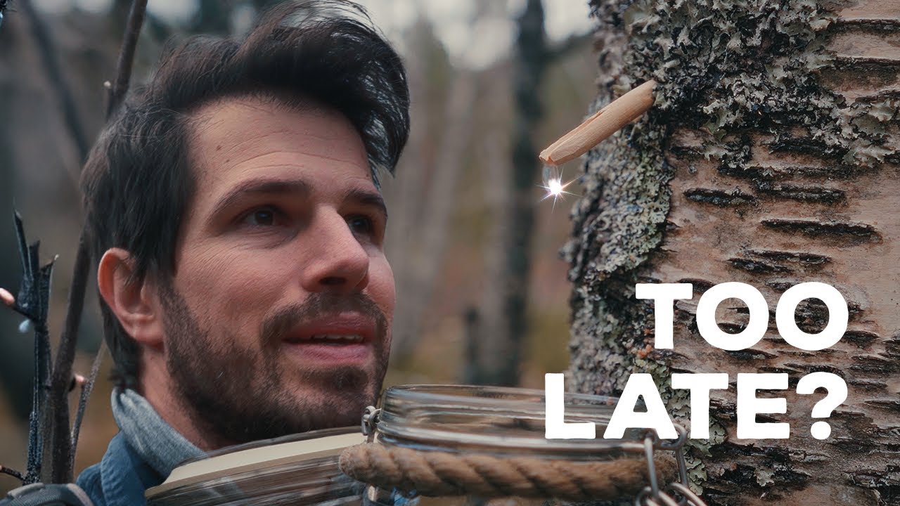 I Almost Missed Birch Sap Season Again