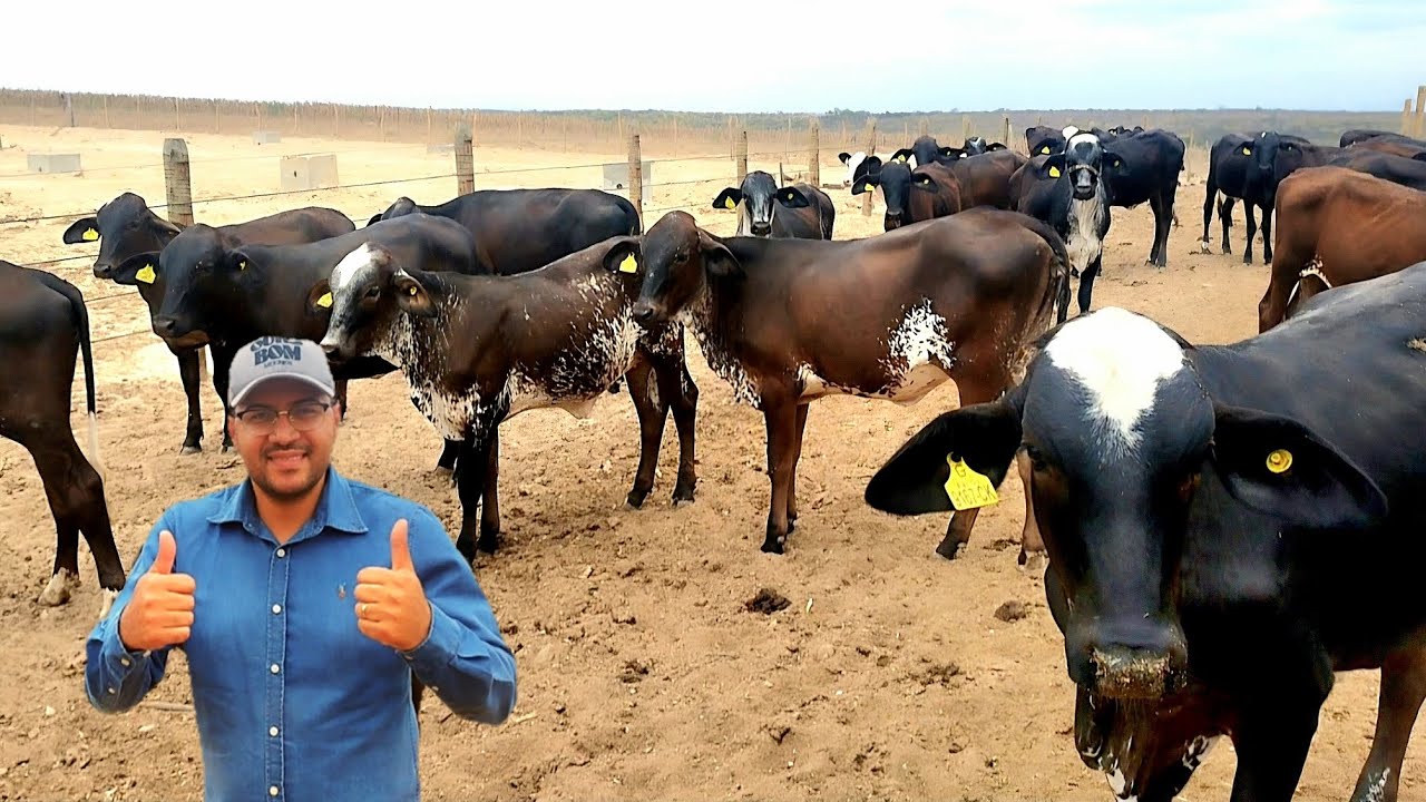 NOVILHAS GIROLANDAS F.I.V. MONTROSS A VISTA E PARCELADO | SAIBA COMO ADQUIRIR