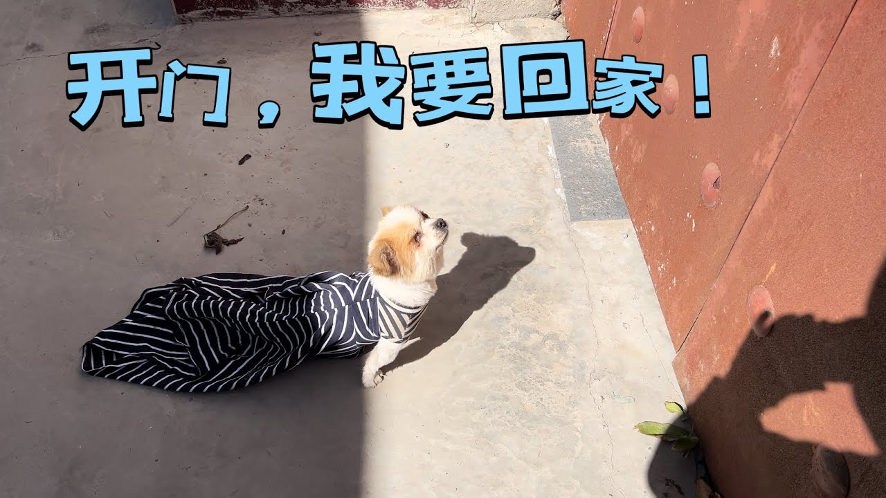 两年了，终于解决收养的残疾狗出门不磨腿的问题，百公里一件短袖