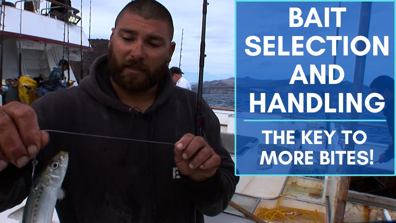 Bait Selection and Handling