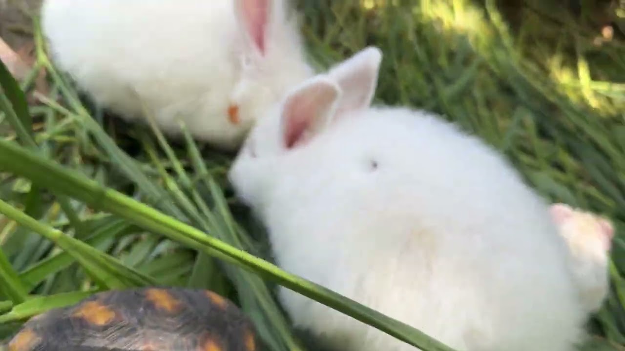 La hora de la merienda: Todos mis animales comiendo juntos