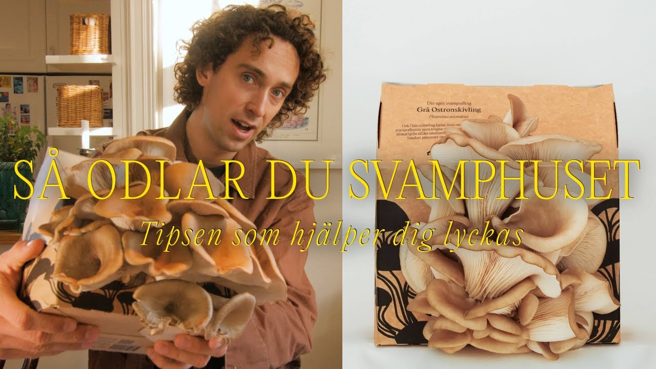 SVAMPHUSET INSTRUKTIONSVIDEO | L&Auml;R DIG ODLA SVAMP