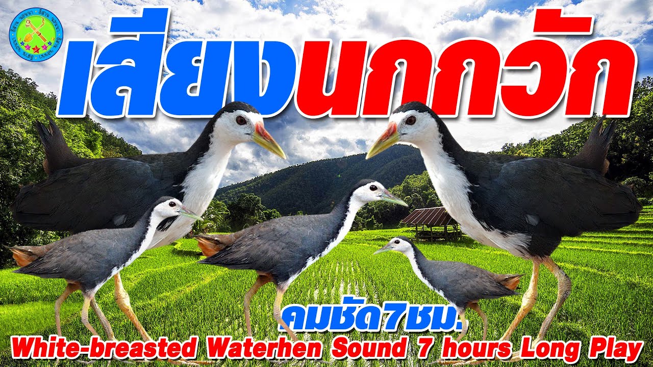 เสียงนกกวัก เสียงนกไก่นา เสียงต่อนกกวัก เสียงต่อนกไก่นา | คมชัดสูง 7 ชั่วโมง | Waterhen Sound | EP1