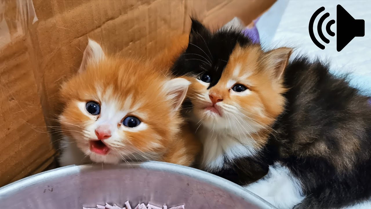 1 Hour of Kittens Cry Calling for Their Mom