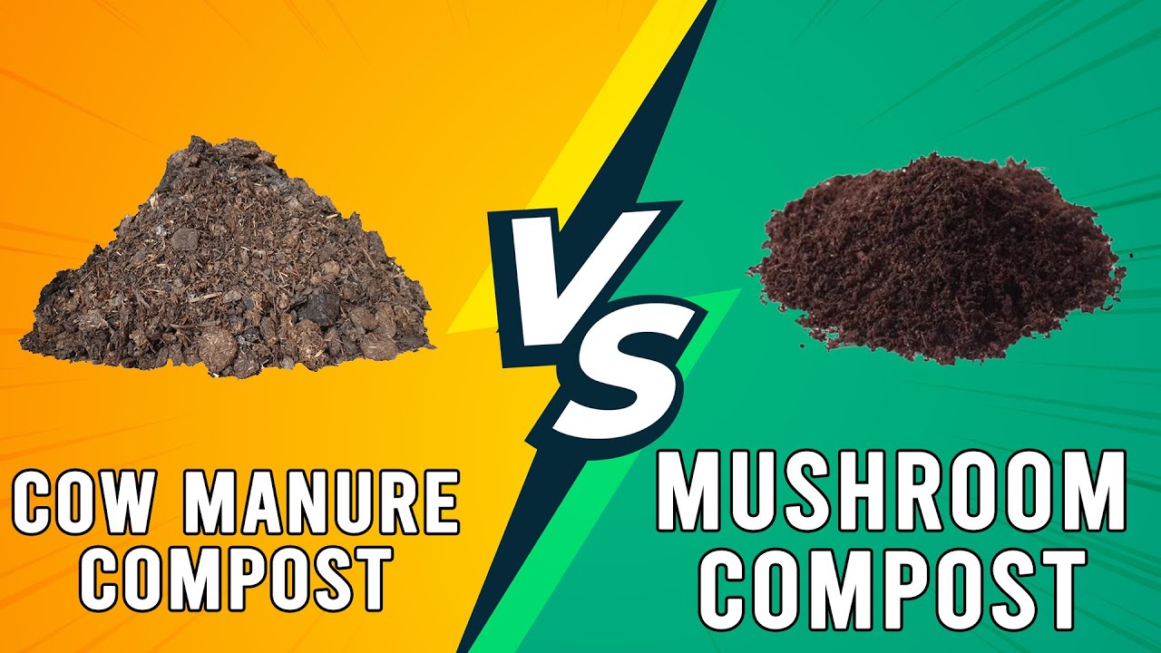 Cow Manure Compost vs Mushroom Compost - Which One Is Better? (Which is Ideal For You?)