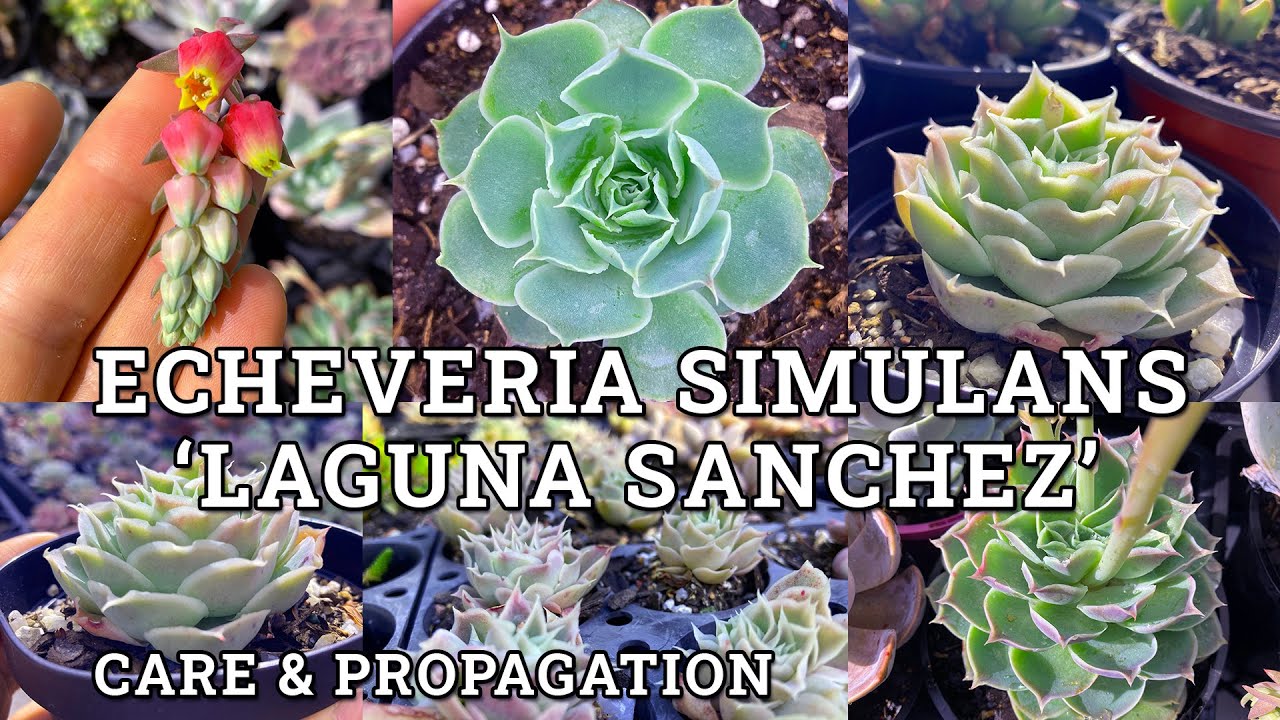 Echeveria simulans 'Laguna Sanchez' Care & Propagation