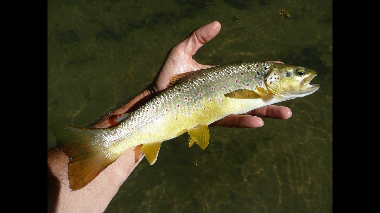 TECNICAS PARA LA PESCA DE LA TRUCHA COMÚN A CUCHARILLA Y MOSCA.  Trailer.