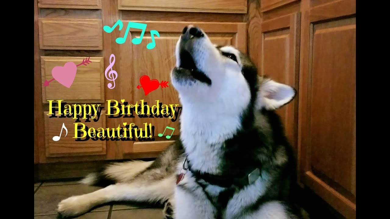 Malamute Sings Happy Birthday Song!!!