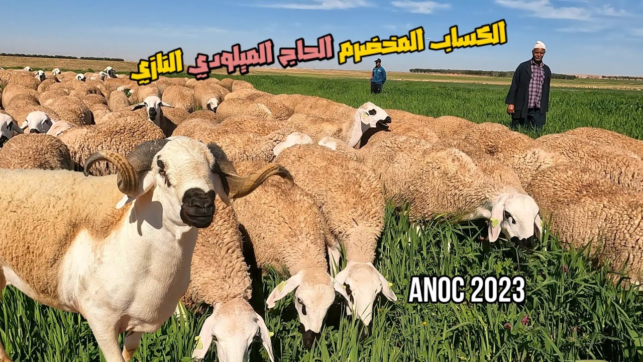 الصردي المربع عند الكساب المخضرم الحاج الميلودي النازي
