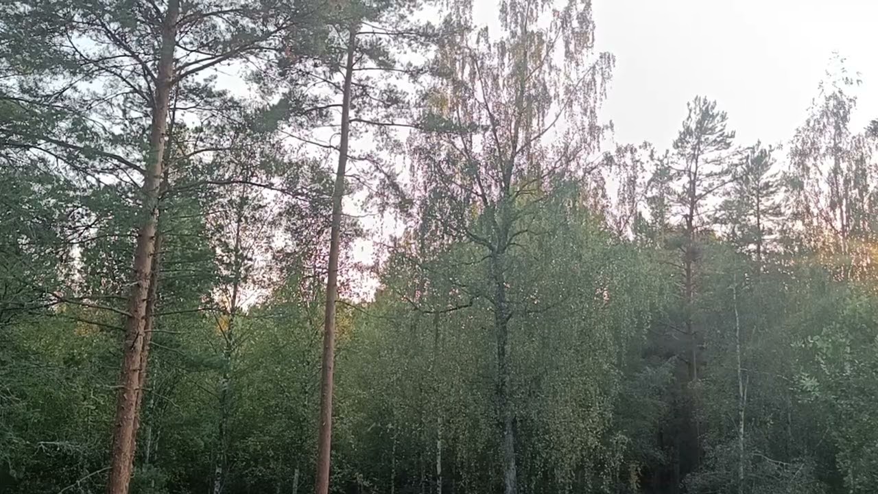 Aito piha maisema &auml;&auml;ni rentoutumiseen. #nature #atmosphere #relax