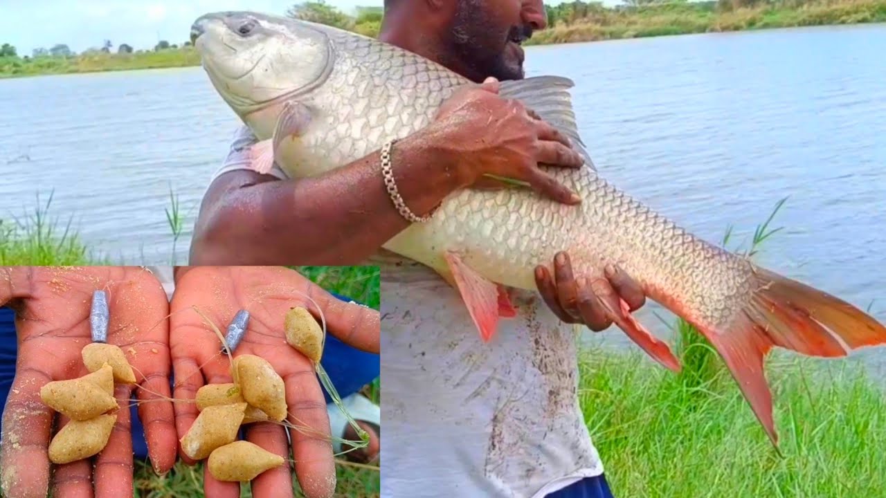 Guccha Gal Fishing | Fishing Videos | Unbelievable Fishes Catching