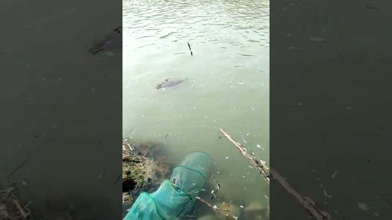 carpa regina 13 kg