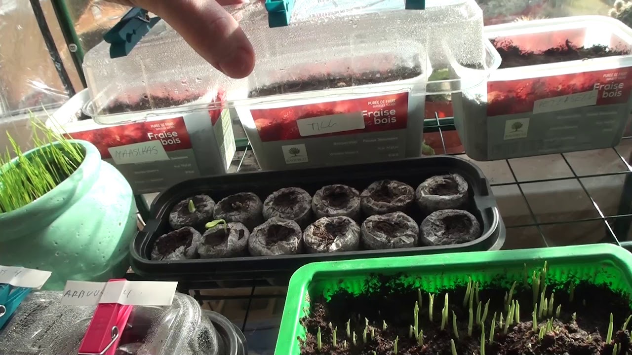 Antworld update - 8. Märts 2019