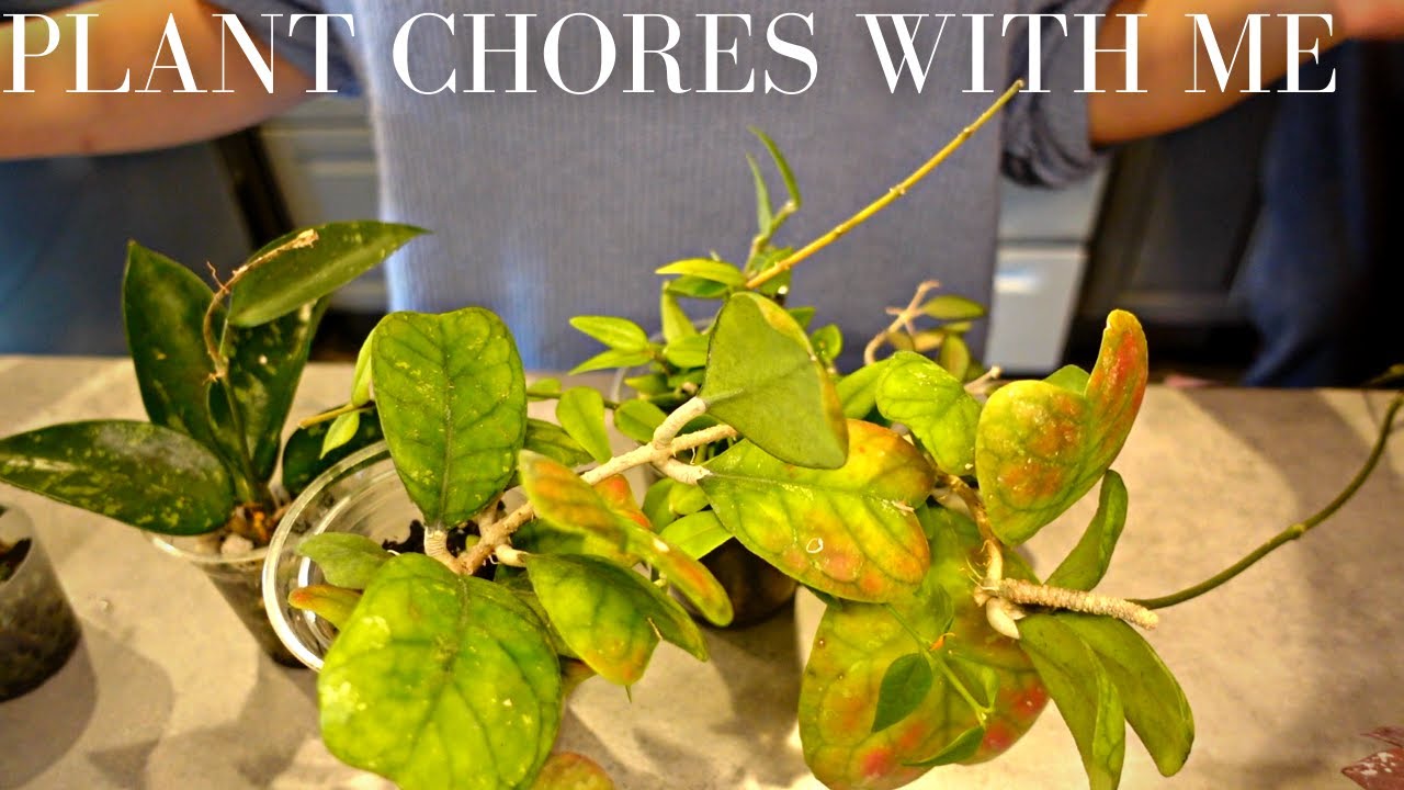 Plant Chores w/Me: Rerooting 10 Hoyas, Repot and Air layer~