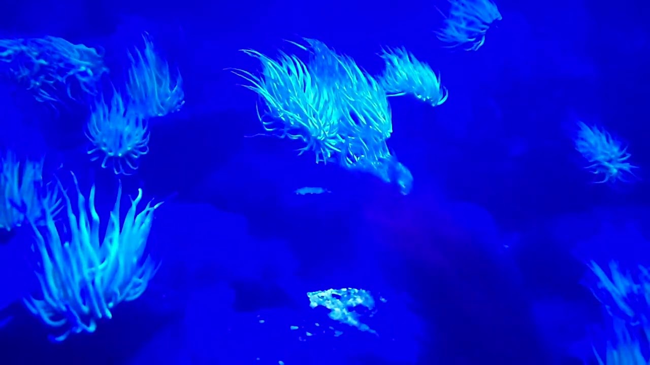 RTFCL PRSN - Night Flowers