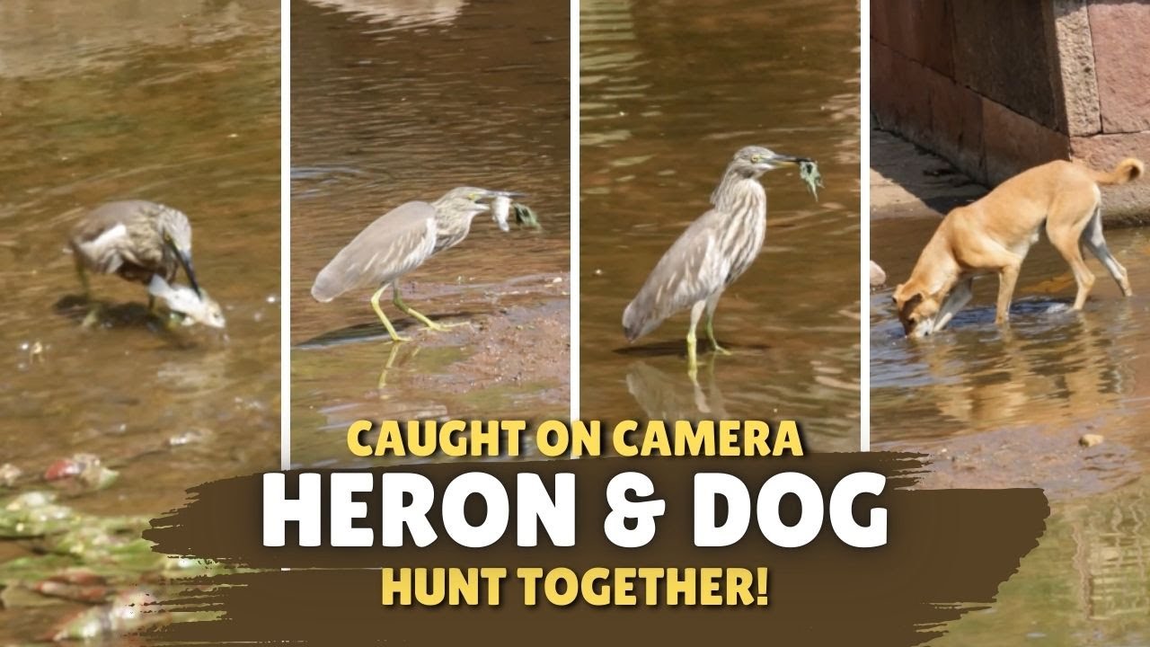 Caught on Camera: Pond Heron and Dog Fishing Together!