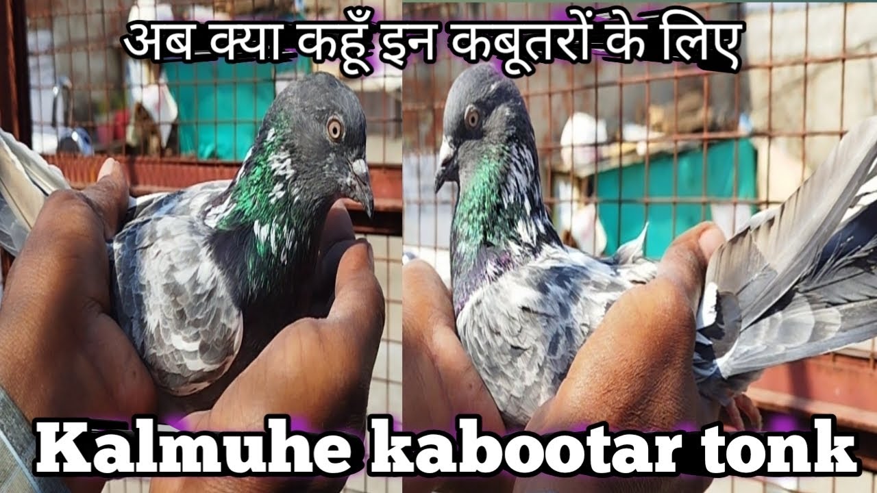 Kalmuhe kabootar tonk  ! भरोसे के पक्के कबूतर  ! Tonk ki shaan h ye kabootar by Abrar Ahmed