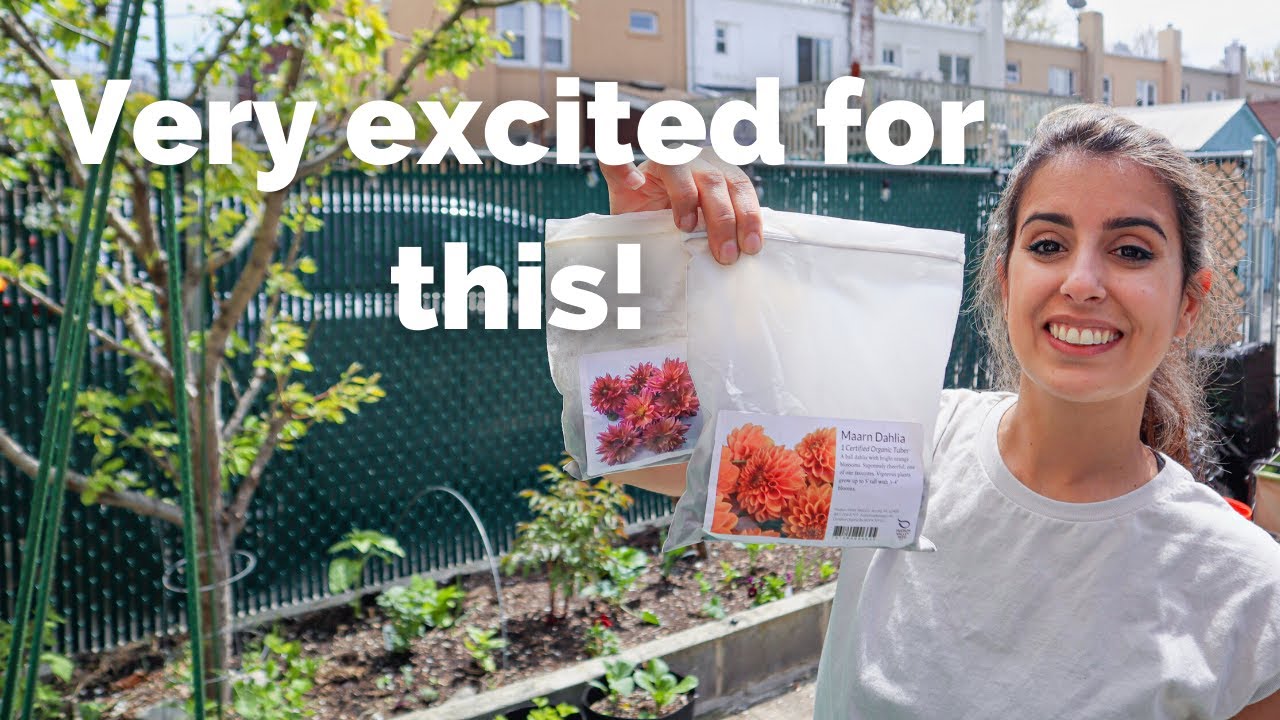 Mini Garden Tour & Updates (Tending to the garden while the garden tends to me 🐝 🌸) NYC Urban Garden