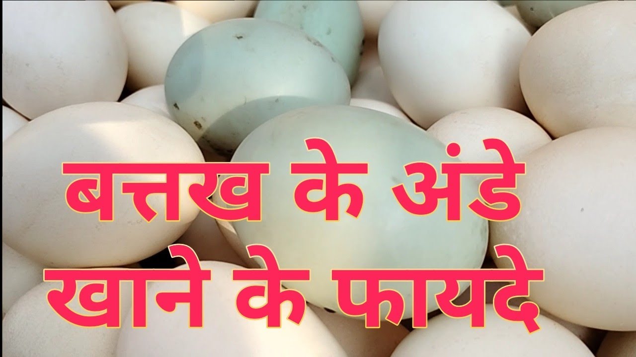 Duck  Eggs Benefits🥚🥚🥚🥚🔥🔥🔥🔥🔥बत्तख  के अंडे खाने से फ़ायदे