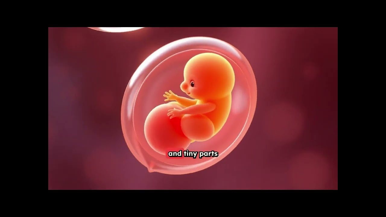 🤰👶 The Secret World Inside Mommy's Belly! | How Babies Grow 🍼💖