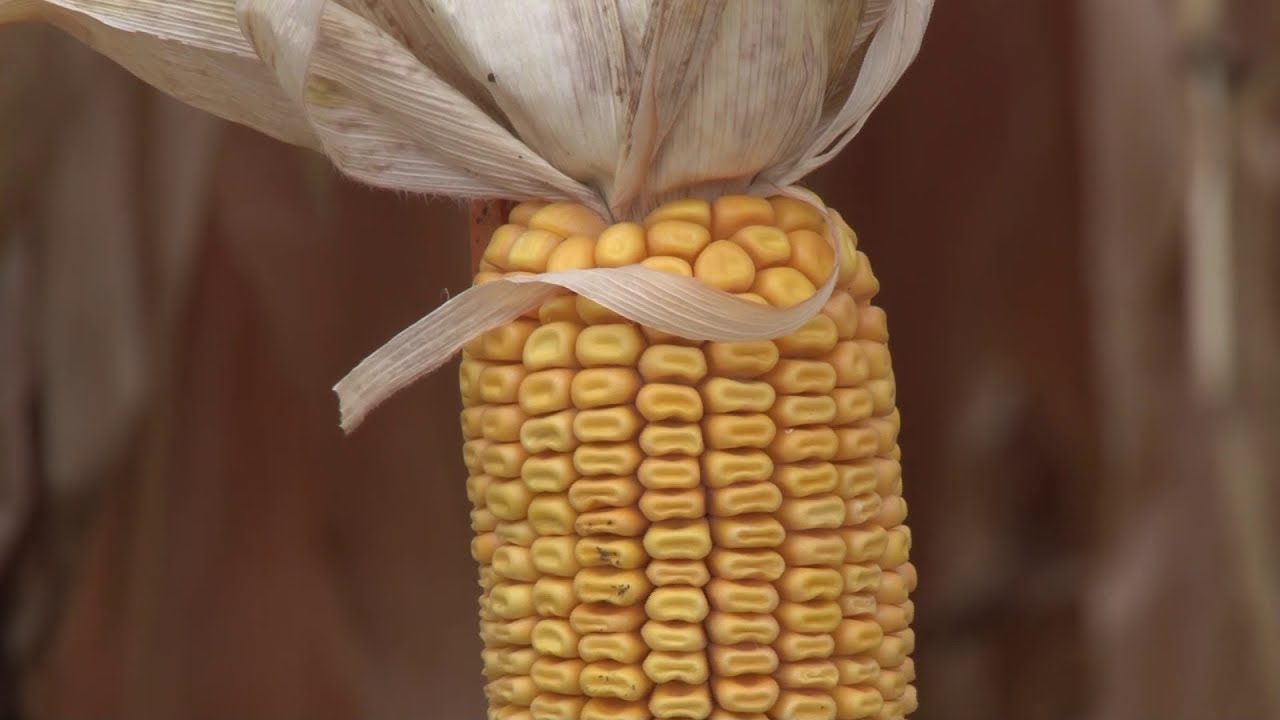 KWS HIBRIDI- VIDEO PRIRUČNIK ZA RATARE,  PLUS4GRAIN HIBRIDI