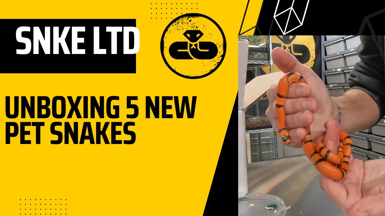 UNBOXING 5 NEW PET SNAKE SPECIES FOR THE SNAKE ROOM!