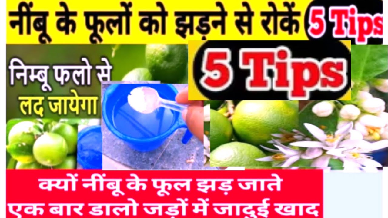 सालों से नींबू नहीं आए एक बार यह फर्टिलाइजर जड़ों में डालो15 दिन में फूल 25 में इतने नींबू तोड़ते थक