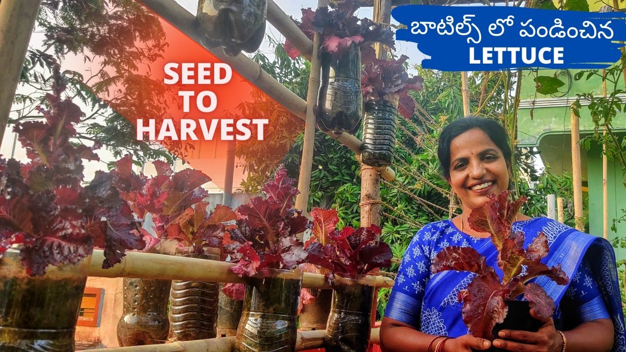 బాటిల్స్ లో🥛 పండించిన Merlot Lettuce 🥬 Growing Lettuce From Seed 🌱To Harvest🥬 Saileela Vlogs 🌸🌻