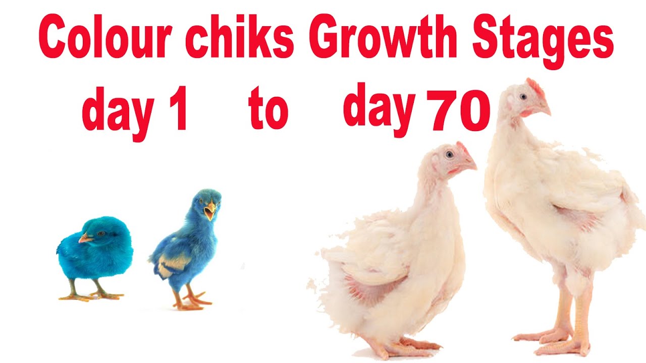 Colourful Chicks Fast growth stages Day 1 to 70 Day - Part 2