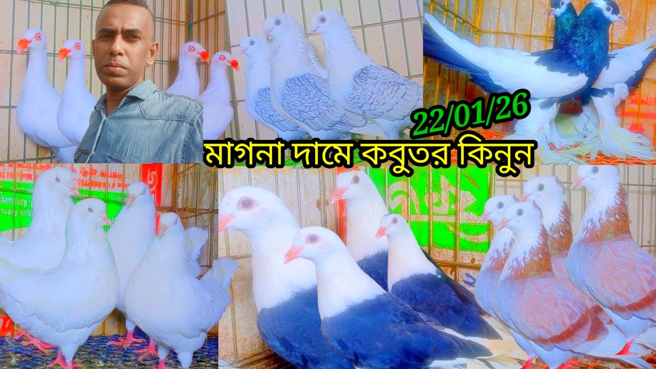  মাগনা দামে  কবুতর কিনুন খামারী ফরহাদ ভাই@MdForhad001//22/01/26 লোকেশন ভাওয়াল মির্জাপুর গাজীপুর