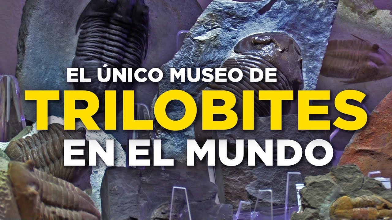 El único museo de trilobites en el mundo está en Quintana Roo ¡Descúbrelo!