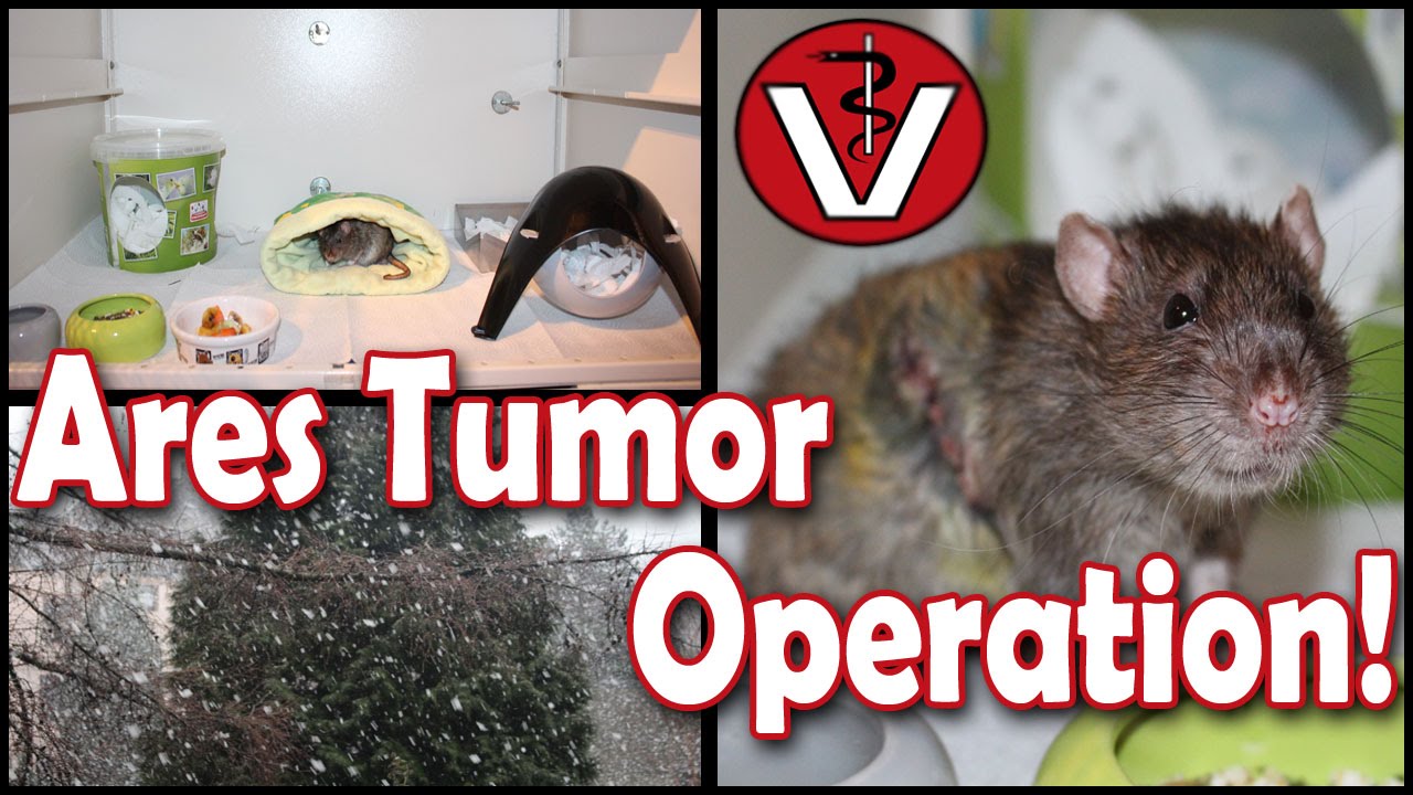 Ares Tumor Operation! Krankenk&auml;fig Vorbereitung und Abholung | Vlog