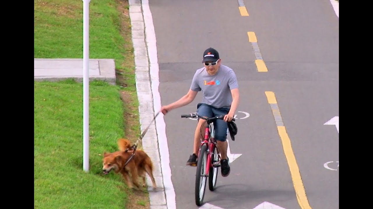 Historias en bici - ¿Cómo andar en bici con tu mascota?