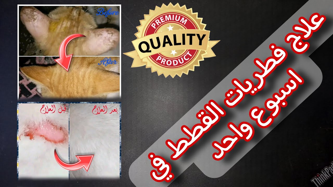 دواء سحري💉علاج فطريات القطط في اسبوع واحد و في البيت كمان