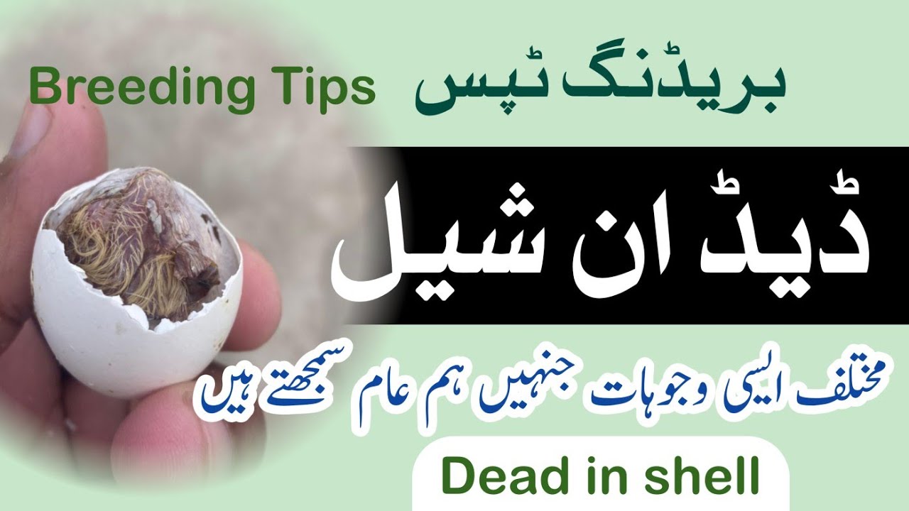 Dead in Shell in Pigeons | Reasons | Treatment 