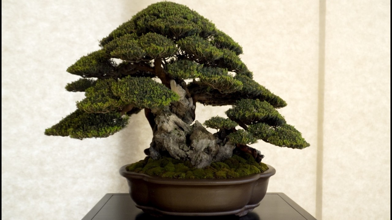 Crespi Bonsai Cup 2025