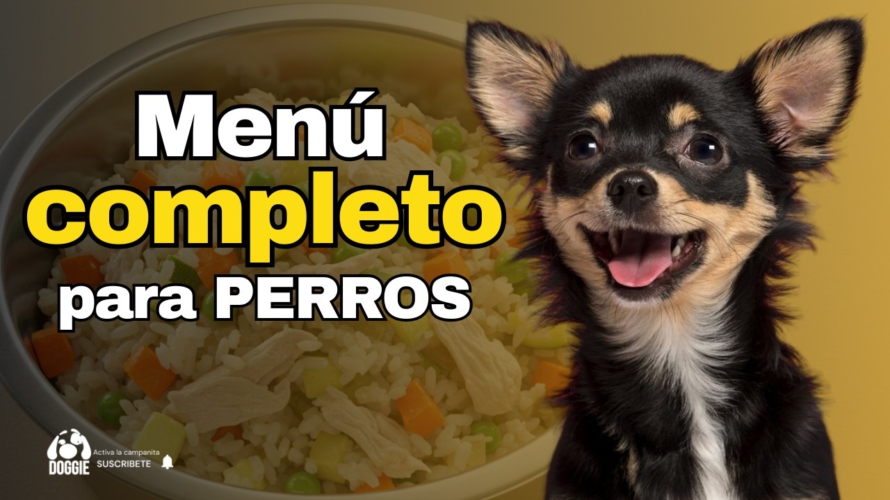 Recetas Caseras para Perros 🐶 Desayuno, Almuerzo y Cena Nutritivos