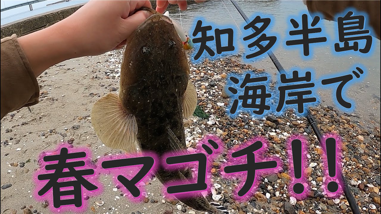 知多半島の海岸で春マゴチを釣る！！（おまけ釣行アリ）