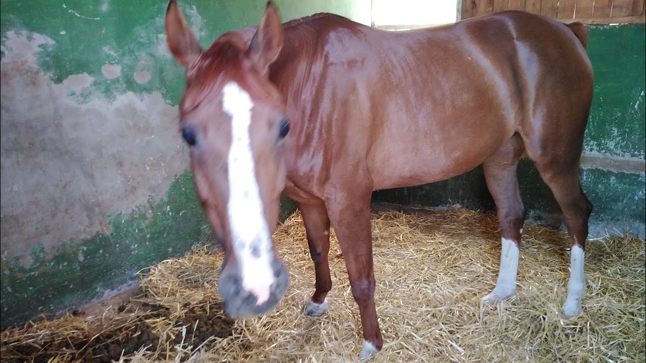 موضوع مهم حول مراحل حمل الخيل وخيل تبوريدة في المغرب