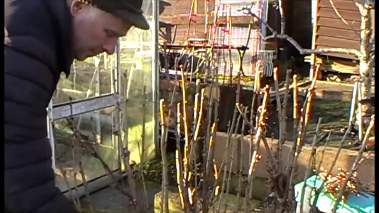 How I prune my Blackcurrant bushes