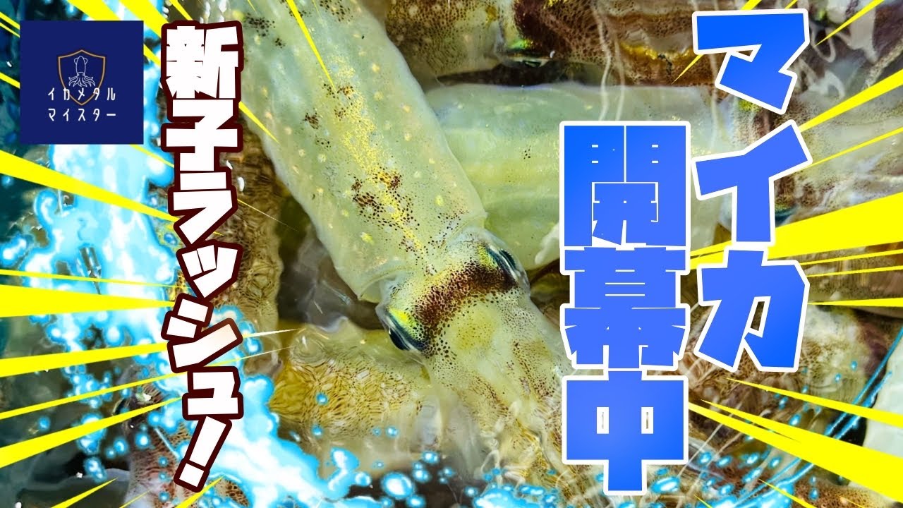 【2024・イカメタル】　マイカ開幕中！　～新子ラッシュ～
