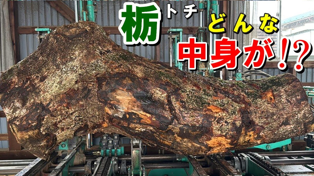 岩手県産トチ原木製材　S字形状×朽ち穴の実態とは？　製材で見えた中身は！？