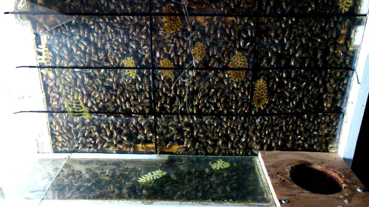 Bee stream 2! | ASU SIRG | 2026-01-19
