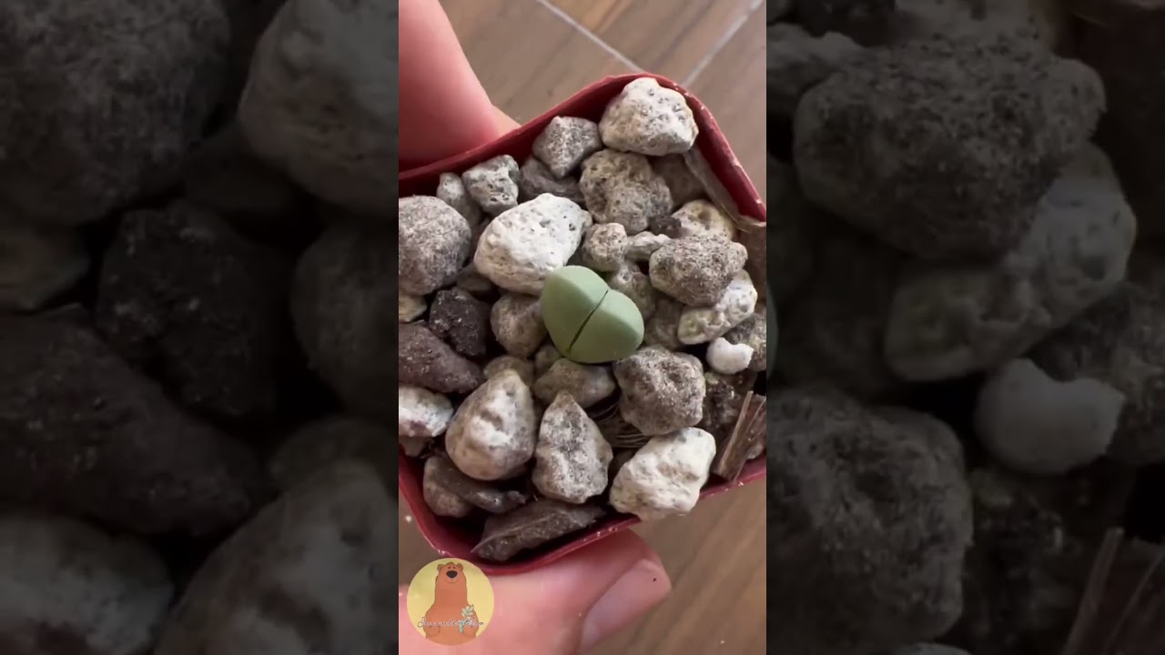 Argyroderma Delaetii #Shorts #Short #Suculentas #Suculenta