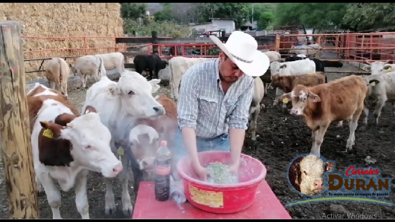 SUPER SUPLEMENTO ALIMENTICIO, para incrementar tu producción de carne, leche  o reproducción.