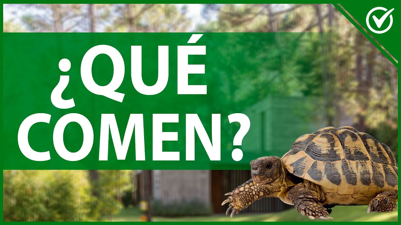 🐢 &iquest;Qu&eacute; Comen las Tortugas de Tierra? | Gu&iacute;a para Crear una Dieta Saludable 🐢🥗