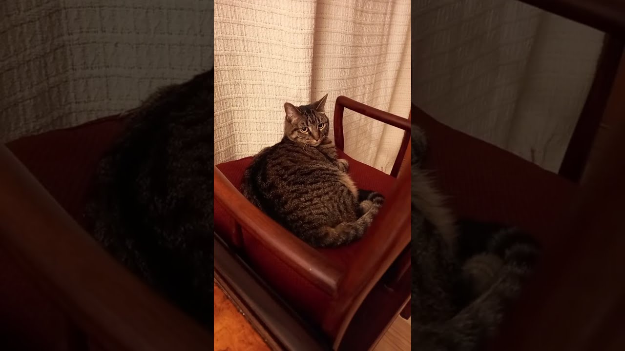 Oh Happy Day🇺🇸 is live! #cat #prettyfunny #funnycats #kitten #prettycat #fyp #trending #viral #cute