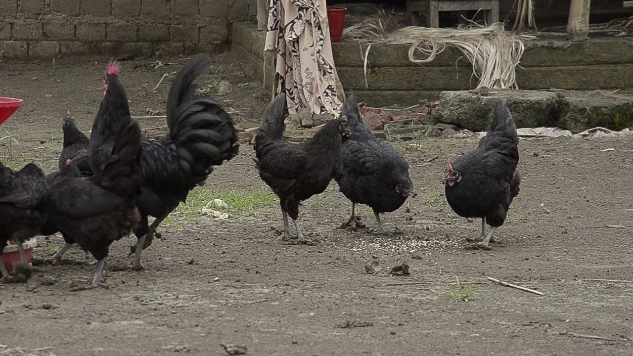 Haringhata Black