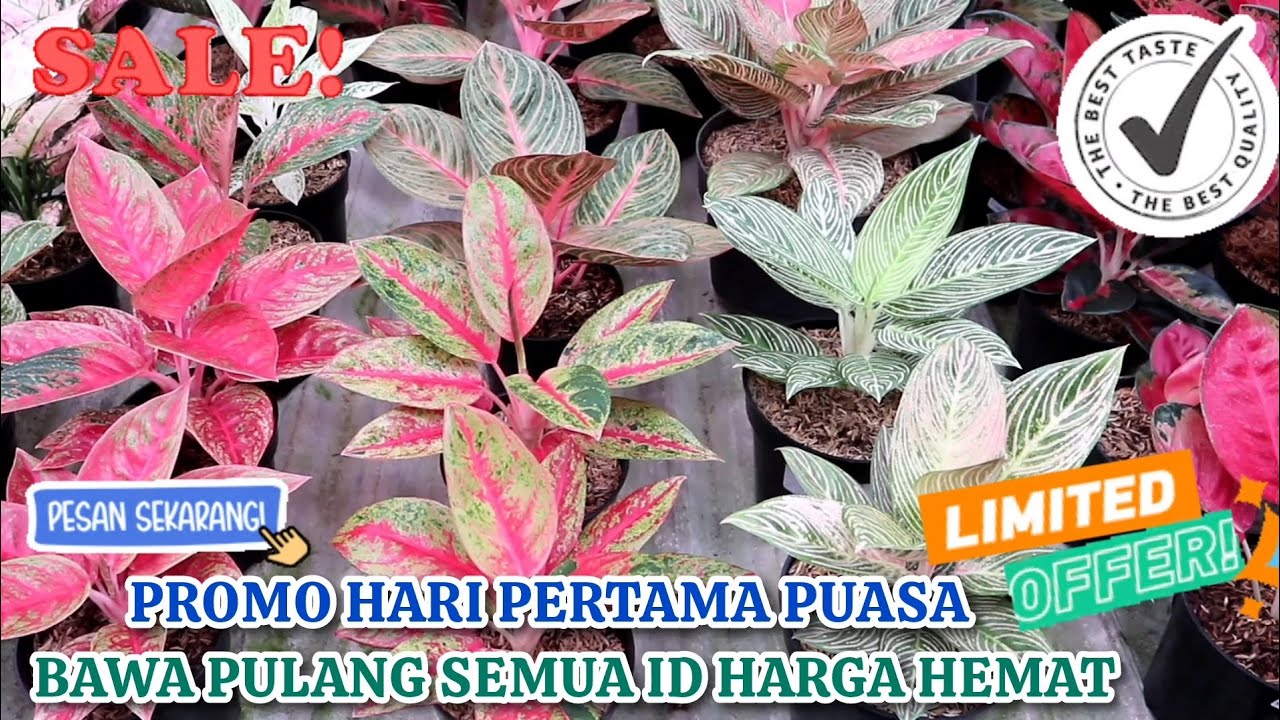 SAMBUT HARI PERTAMA PUASA DENGAN PROMO AGLONEMA HARGA MURAH MAKIN HEMAT SIAP DIBAWA PULANG. Eps 1591