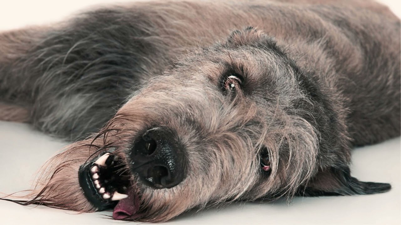 Eine groteske Erzählung: Der Hund auf dem Grab